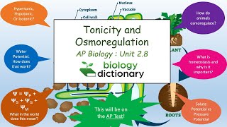 Tonicity and Osmoregulation Water Potential and Maintaining Homeostasis  AP Biology 28 [upl. by Peace871]