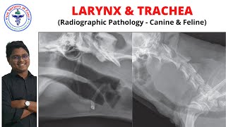 Larynx amp Trachea  Radiology  Lecture 09 [upl. by Farlay]