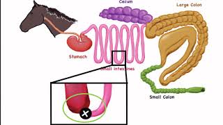 Equine Forage Education Video Series Video 1 Horse Gastrointestinal Anatomy [upl. by Maryly]