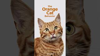 orange cat behavior  Is orange cat behavior real cat cats kitten AllFurryFriends [upl. by Earahs116]