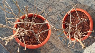 🔴Grow😱 Mogra from Cuttings Easily Expert Tips for SuccessGardeningTipsMograPlant PlantPropagation [upl. by Nitsyrk]