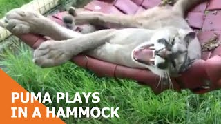 Puma Plays In A Hammock [upl. by Kotick807]