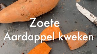 Inis Moestuin 177  Begin maart starten met zoete aardappel kweken [upl. by Ashby840]