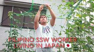 Making spiced vinegar in Japan Garbage disposal in Japan 🇯🇵daily life in Japan Gardening silent [upl. by Rann881]