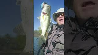 THE RATTLETRAP IS FIRE trending bassfishing youtubeshorts [upl. by Gnilyam]