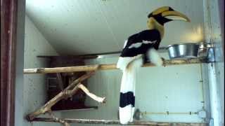 Great hornbill feeding at Vogelpark Avifauna birdpark [upl. by Anirrak]