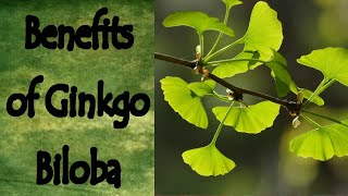 Benefits of Ginkgo Biloba [upl. by Chaiken346]