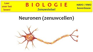 Biologie  Zenuwstelsel1 Neuronen zenuwcellen [upl. by Nauj250]