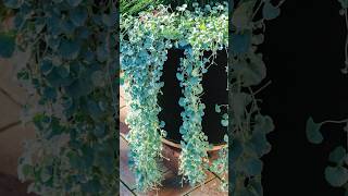 Beauty of Silver Falls Dichondra shorts silverfalls garden PlantsWorld [upl. by Niwri]