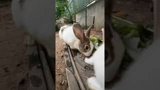 Rabbit love Youtubeshort [upl. by Oz]