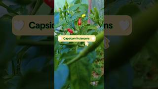 Capsicum frutescens  Cabe rawitgardenplants 🌿🍃 [upl. by Fern874]