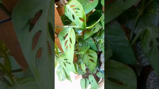 Monstera Adansonii Swiss Cheese bush shortsvideo [upl. by Guzel977]