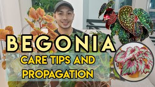 BEGONIA CARE TIPS AND PROPAGATION [upl. by Alley203]