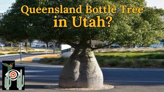 Queensland Bottle Tree in UTAH  Brachychiton rupestris [upl. by Castro]