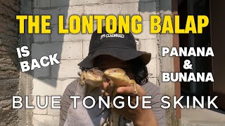 PANANA IS BACK BLUE TONGUE SKINK vlog73 [upl. by Leksehc]