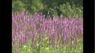 Invaders in Our Waters  Purple Loosestrife [upl. by Hna]