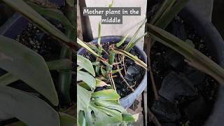 Monstera Deliciosa Propagation with an update on the mother plant shortsvideo plants [upl. by Normac]