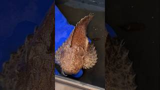 I Bought a Deadly Stonefish fish animal aquarium bassfishingproductions pet wildlife [upl. by Cichocki]