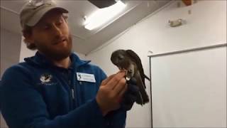 Award Winning Behavior of an American Kestrel Hovering on Cue [upl. by Crooks]