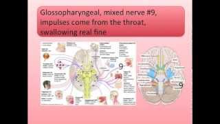 Cranial Nerves Song [upl. by Shirline]