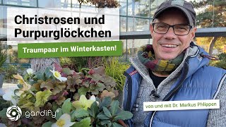 Christrosen und Purpurglöckchen Traumpaar im Winterkasten Balkonkasten Winterdeko  Gardify Tipps [upl. by Assirrec]