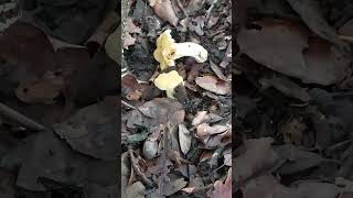 cantharellus ferruginascens parte 2  galletti [upl. by Leinehtan]