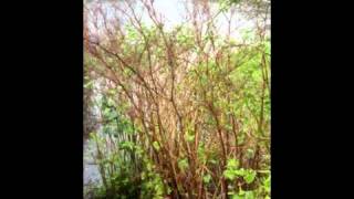 IVMs Japanese Knotweed Rapid Growth Video 6 [upl. by Antin369]