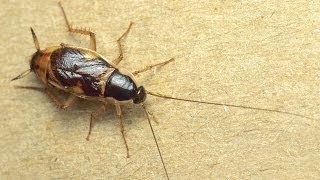 Can Cockroaches Really Survive A Nuclear Attack [upl. by Mick]