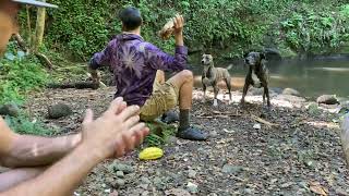 Doggos at Waipio waterfall [upl. by Krongold]