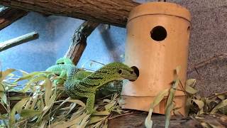 Green Tree monitor enrichment [upl. by Granoff]