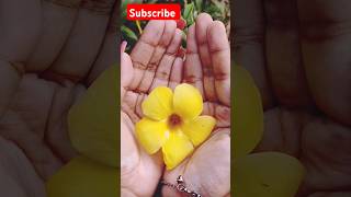 Allamanda floweryoutubeshorts viralvideoflower  trending nature flowergarden [upl. by Akirea]