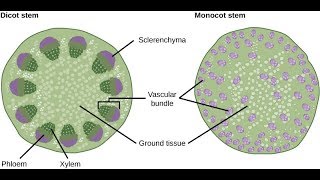 Difference Between Monocot Stem and Dicot Stem  Botany Tamil [upl. by Tnarb943]