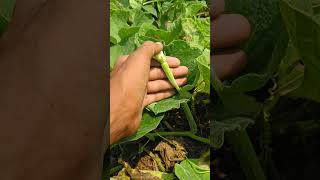 Seedling garden plants farming gardeningtips trending [upl. by Travers]