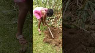 Banana Socker being Transplanted Lakatan Banana in Jamaica [upl. by Sanyu]