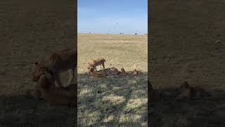 Vidéo libre de droit Voyage Lions de Tanzaniesafari en musique [upl. by Brelje146]