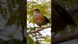 beautiful Rufousbellied Thrush birds [upl. by Brade23]