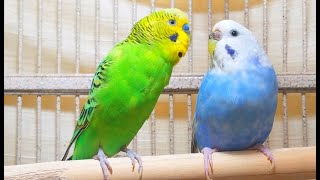 35 Hr Help Quiet Parakeets Sing by Playing This Cute Budgies Chirping Help Depressed lonely Birds [upl. by Pournaras734]