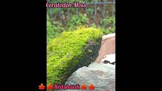 Fire Moss 🍁 Ceratodon purpureus  Red Shank  Ceratodon Moss  Tansa Reserve Forest [upl. by Agatha]