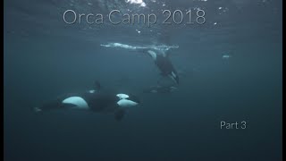 Nature TV  Freediving mit Orcasin Norwegen  proWINpro nature Orca Camp 2018  Teil 3 [upl. by Osmen]