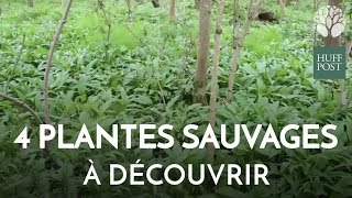 Quatre plantes sauvages comestibles à découvrir dans nos bois [upl. by Theodosia]