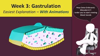 Gastrulation  Human Embryology  3rd Week Animated  MedicoVisual [upl. by Riebling111]