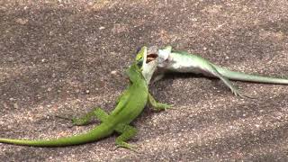 Green Anole Territory Fight [upl. by Aihseit621]