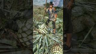 Agave harvesting [upl. by Yrrek]