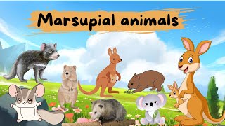 marsupial animals  pouch animals  marsupial animals for kids  marsupial animals kids education [upl. by Eeb]