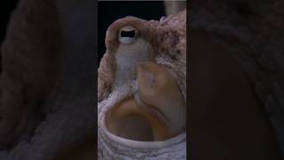 octopus facts about in hindi sciencefactsinhindi facts factsinhindi sciencefacts animal shorts [upl. by Nawad420]