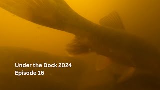 Under the Dock 2024 Episode 16 [upl. by Ecertap]