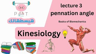 pennation angle lec 3 part 3 هبسطهالك kinesiology [upl. by Hsirrehc]