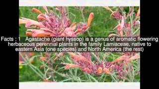 Agastache Top 5 Facts [upl. by Zara]