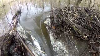 Opening Beaver Dam without Heavy Equipment in less than 30 minutes [upl. by Oballa]