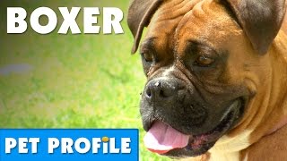 Boxer Pet Profile  Bondi Vet [upl. by Coster]